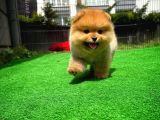 Karneli Sevimli Yıldızımız Pomeranian Boo yavrumuz 