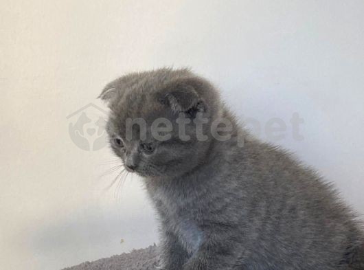 Erkek Ve Dişi 2 Aylık Sevimli Scottish Fold Yavrular