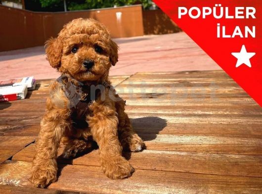 ' CocO ' Red Brown Toy Poodle Yavrumuz