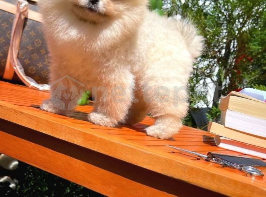 En Tatlısından Oyuncu Pomeranian Boo yavrumuz 