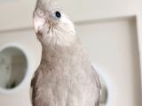 3 aylık white face cinnamon sultan papağanı