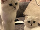 Scr Li Kendi Kedimin Yavruları Bembeyaz safkan