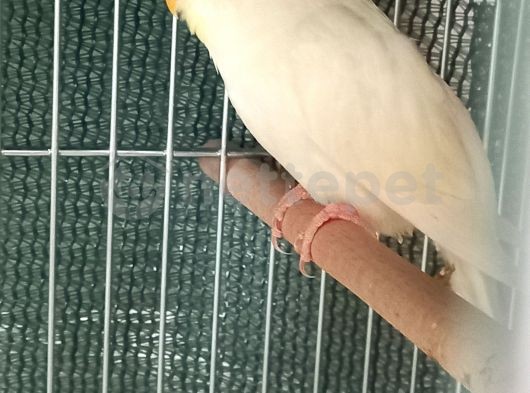 4 aylık cremio erkek muabbet kuşu 