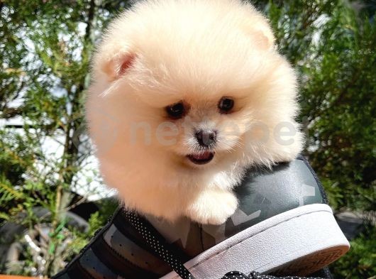 Minik Paticik Oyuncu Pomeranian Boo yavrumuz 