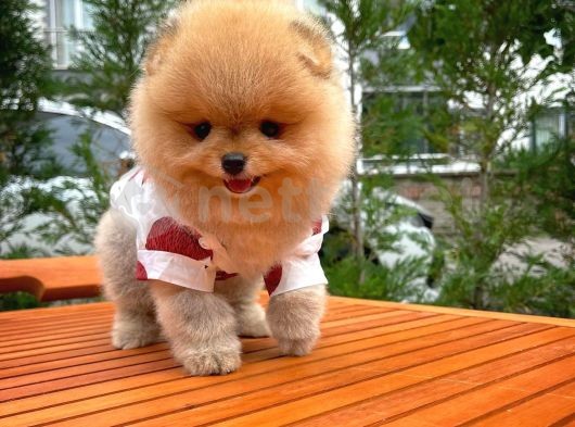 Yarışma düzeyinde Secereli Pomeranian Boo yavrumuz 