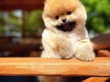 Yeni Gelen Irk ve Sağlık Garantili PomeranianBoo Oğlumuz 