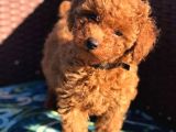 TOY POODLE  