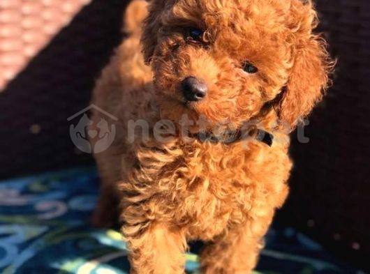 TOY POODLE  