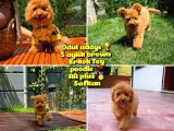 Orjinal renk Safkan Brown Toy poodle Oğlumuz Badem @yavrupatiler