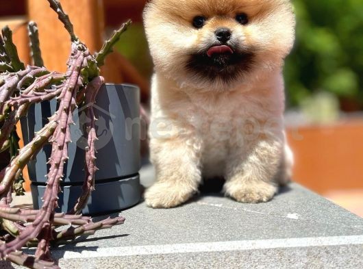 Pomeranian Boo Teddyface 
