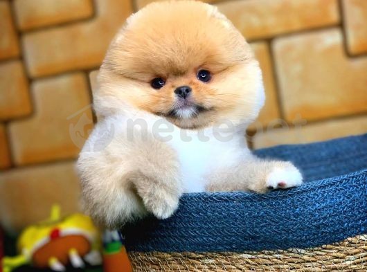 Pomeranian boo teddyface Gülen yüz 