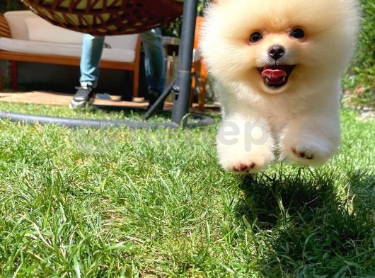 Pomeranian Boo Daha Fazlası İçin Bizlere Ulaşabilirsiniz 