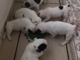Tosuncuk Gibi French Bulldog Yavruları
