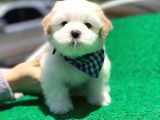 Yakışıklı Oğlumuz Maltese Terrier 