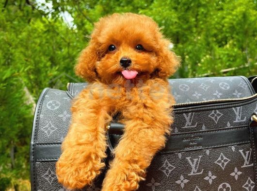 Toy Poodle Mini Boy