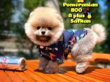 Basık burun ayı surat Yarışma Adayı Safkan Boo Pomeranian @yavrupatiler
