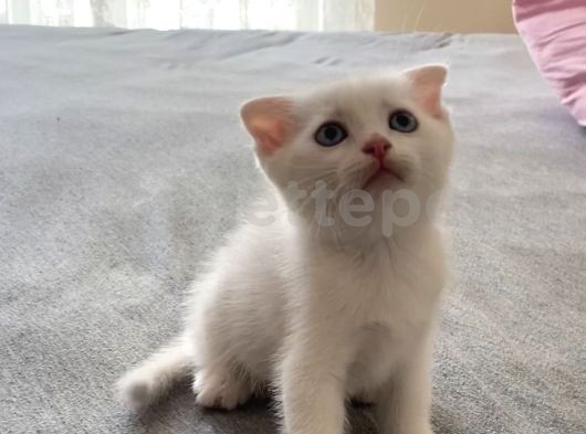 Beyaz Scottish Fold İki Aylık