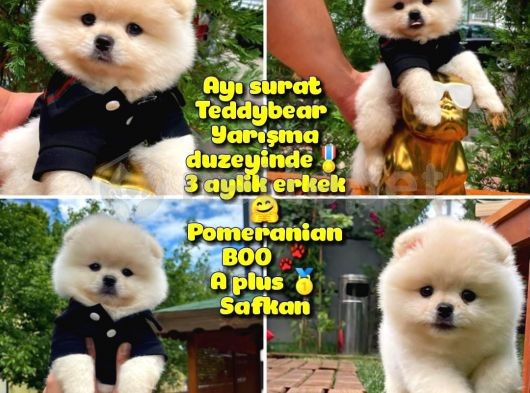 Basık surat 0,5 burun Ödül Adayı Safkan Boo Pomeranian @yavrupatiler