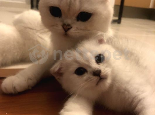 Silver Scottish Fold Kendi Kedilerim Acil