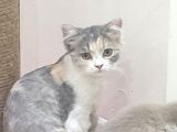 Bal kedi pişi 5 aylik dişi çok tatlı