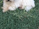 Safkan Maltese Terrier Haylaz ve sadık