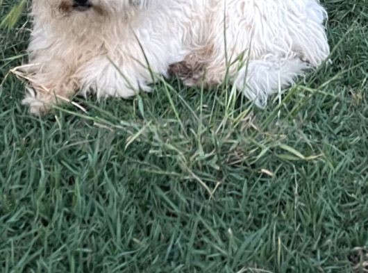 Safkan Maltese Terrier Haylaz Ve Sadık