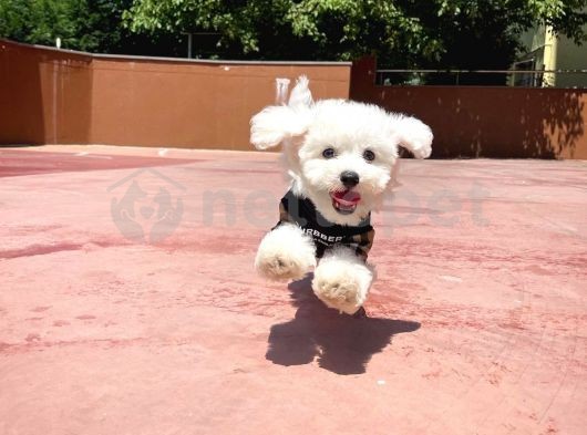 Safkan Maltese Terrier Oğlumuz