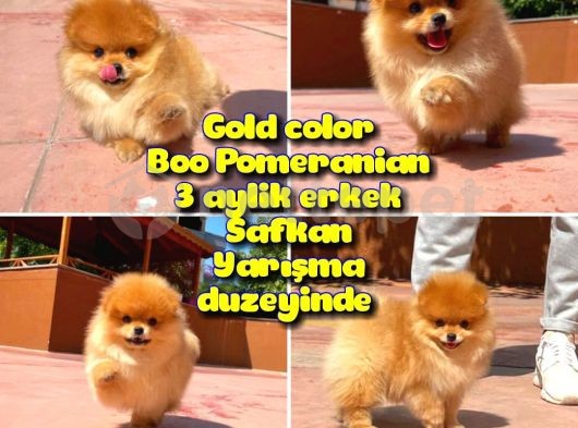 Basık burun ayı surat Yarışma Adayı Safkan Boo Pomeranian @yavrupatiler
