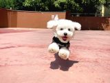 Son Kalan Maltese Terrier Yavrumuz için İletişime Geçiniz/ İnstagram: pomeranianboodunyasi_