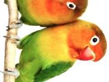 Cennet papağanı çift
