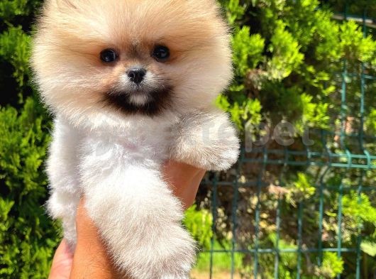 Mini boy teddy bear belgeli Pomeranian boo yavrumuz 