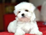Korekan Maltese Terrier Yavruları