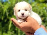 Dişi Maltese Terrier 