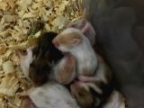 20 gunluk suriye hamster yavrulari