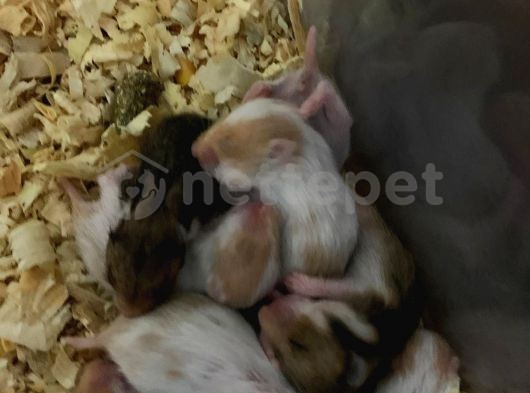 20 gunluk suriye hamster yavrulari