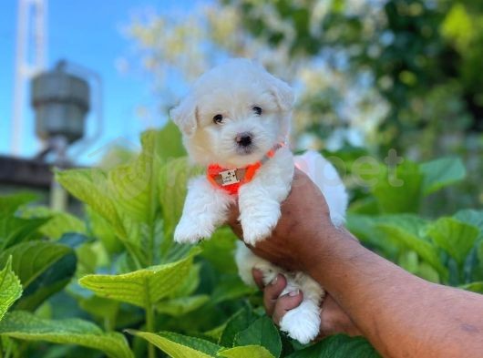Dünyalar Güzeli Maltese Terrier Yavrumuz