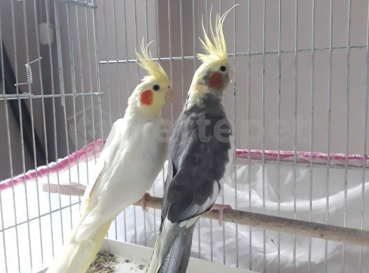 Sultan papağanı çift 