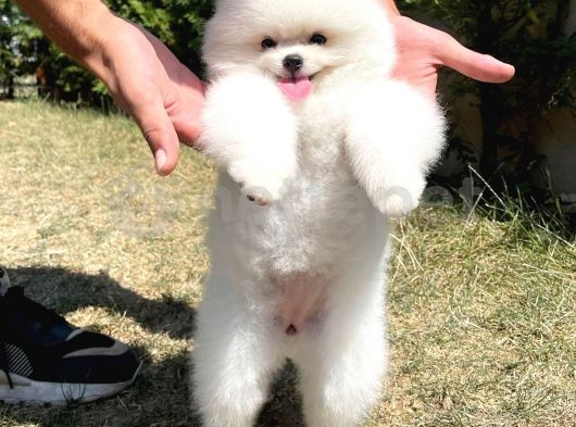 Irk Ve Sağlık Garantili Pomeranian Boo Yavrularımız