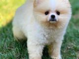 Yeni Ailesine Sahiplendirilmeyi Bekleyen TeddyBear Yüz Yapısına Sahip Pomeranian Oğlumuz 