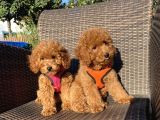 Red Toy Poodle Yavrular 