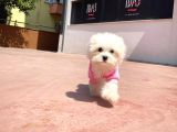 Yeni Gelen 3 Aylık Maltese Terrier Kızımız 