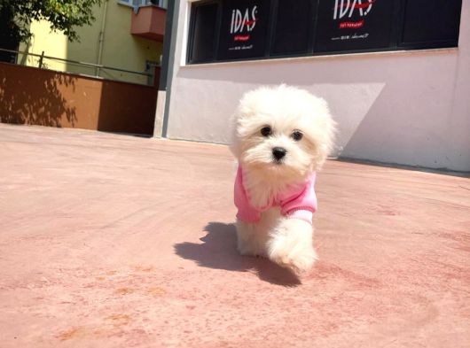 Yeni Gelen 3 Aylık Maltese Terrier Kızımız 