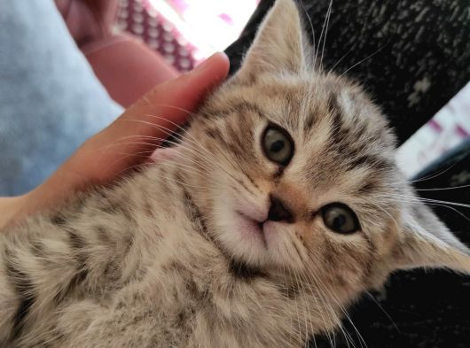 2.5 aylık british shorthair kedi 
