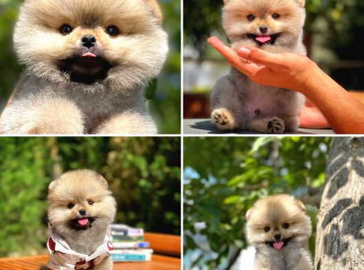 Mini boy belgeli pasaportlu ırk garantili boo Pomeranian yavrumuz 