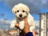 Anne Altından Maltese Terrier Erkek