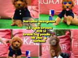 Orjinal renk Safkan Red Brown Toy poodle Ödüle aday @yavrupatiler