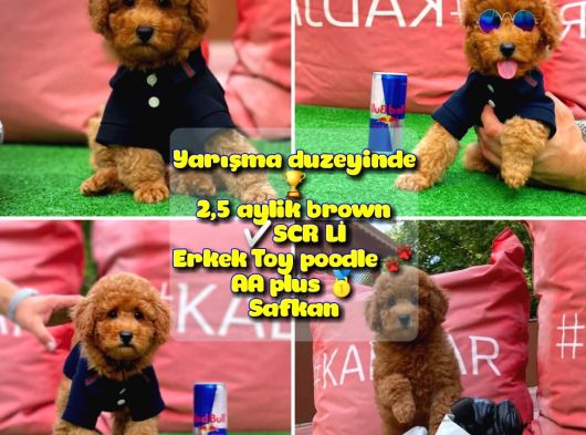 Orjinal Renk Safkan Red Brown Toy Poodle Ödüle Aday @Yavrupatiler