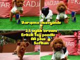 Orjinal Renk Safkan Red Brown Toy Poodle Ödüle Aday @Yavrupatiler