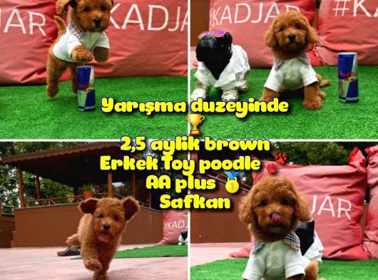 Orjinal Renk Safkan Red Brown Toy Poodle Ödüle Aday @Yavrupatiler