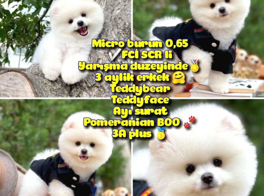 Fcı Scr Li 0,75 Mikro Küt Burun Ödül Adayı Safkan Boo Pomeranian @Yavrupatiler